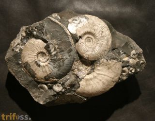 Kosmoceras cf. medea Callomon 1955 & Kepplerites galilaei (Oppel