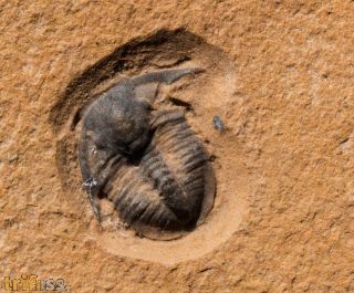 Cedaria minor (WALCOTT, 1916)