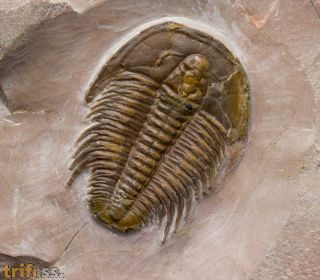 Modocia typicalis (Resser, 1938)
