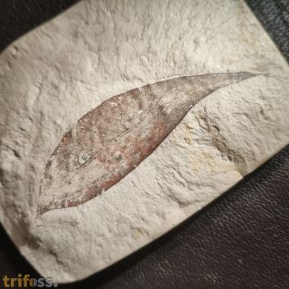 Daphnogene polymorpha (ETTINGSHAUSEN, 1851)