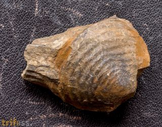 Wenndorfia mutabilis (KOCH, 1883)