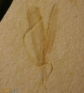 Unbestimmtes Pflanzenfossil