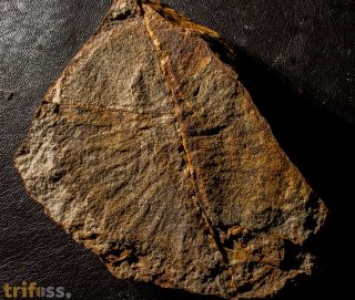 Duslia insignis Jahn, 1893