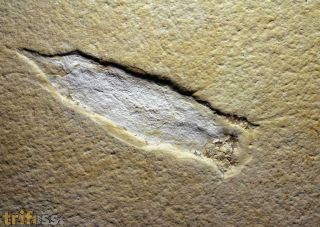 Plesioteuthis prisca RPPEL 1829