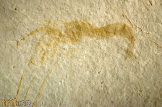 Aeger tipularius OPPEL 1862 (Juv.)