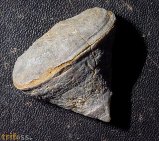 Calceola sandalina (Linne, 1771)