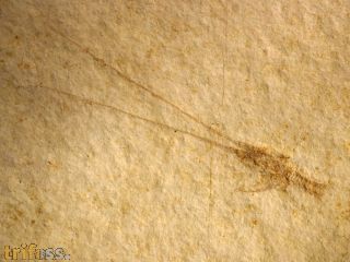 Palinurina sp.