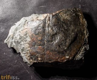 Drepanaspis sp.