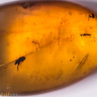 Gerontoformica sp & Coleoptera non det.