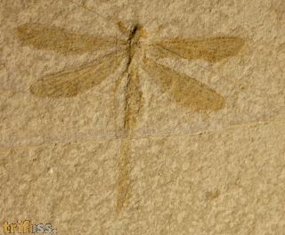 Libelle, Tarsophlebia c.f. eximia
