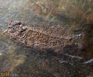 Thaumaturus intermedius Weitzel, 1933