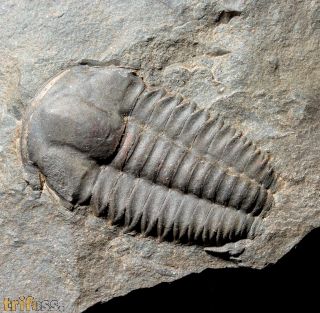 Ellipsocephalus hoffi (Schlotheim, 1823)