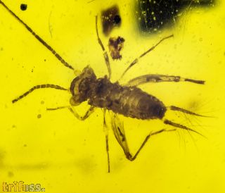 Alienoptera - ?Aethiocarenus burmanicus Poinar & Brown, 2017
