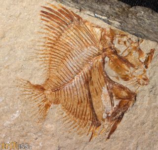 Pycnosteroides levispinosus (HAY, 1903)