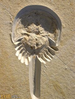 Mesolimulus walchi DESMAREST 1822
