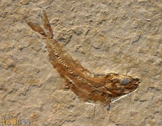 Leptolepides sprattiformis BLAINVILLE 1818