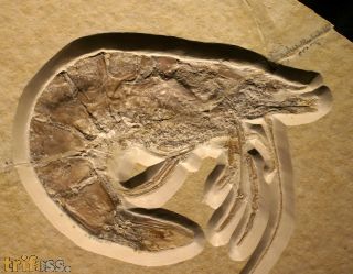 Antrimpos  speciosus M�NSTER 1839