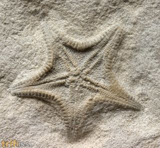 Calliderma smithae (Forbes, 1848)