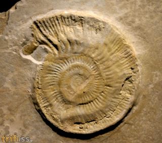 Subplanites  rueppelianum  QUENSTEDT 1888