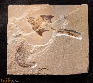 Coccodus insignis Hay, 1903 &  Hakelocaris vavassorii Garassino, 1994