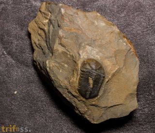 Struveaspis cf maroccanica Alberti, 1970