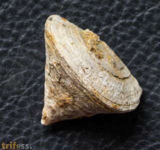 Calceola sandalina (Linne, 1771)