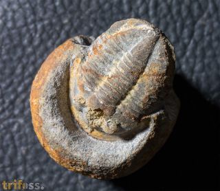 Plesiomegalaspis graffi Thoral, 1946