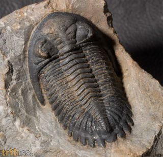 Hollardops mesocristata (LE MAITRE 1952)