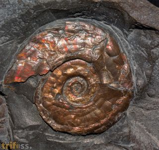 Psiloceras planorbis (J. Sowerby 1824)