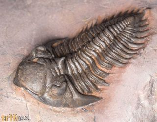 Metacanthina maderensis Morzadec 2001