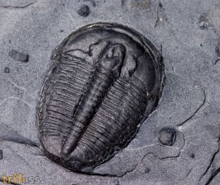 Elrathia kingi (Meek 1870)