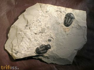 Asaphiscus wheeleri MEEK, 1873