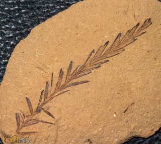 Metasequoia occidentalis Chaney, 1951