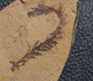 Metasequoia occidentalis Chaney, 1951