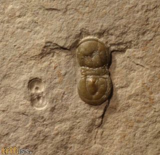 Hypagnostus parvifrons (LINNARSSON,1869)