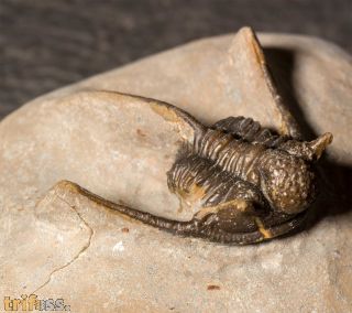 Cyphaspis cf. khraidensis sp. nov. Van Viersen & Holland, 2016