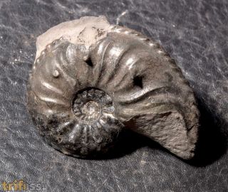 Amaltheus gibbosus (Schlotheim, 1820)