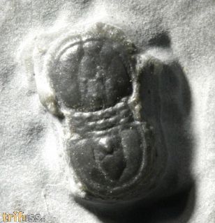 Ptychagnostus atavus (Tullberg, 1880)