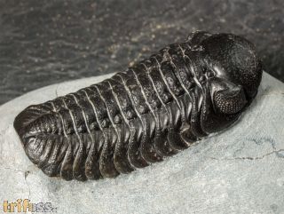 Boeckops stelcki MCKELLAR et al 2009