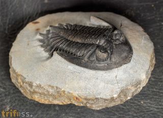 Hollardops burtandmimiae (Lieberman & Kloc 1997)