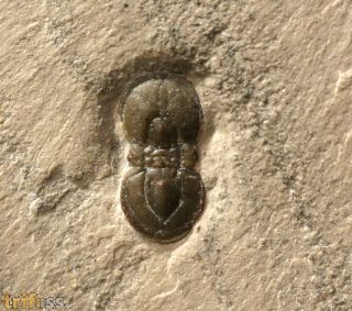 Hypagnostus parvifrons (LINNARSSON)