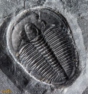 Elrathia kingi (Meek 1870)