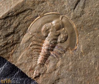 Olenellus clarki (Resser, 1928)