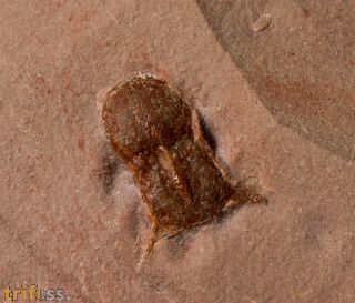 Ptychagnostus michaeli ROBISON, 1984