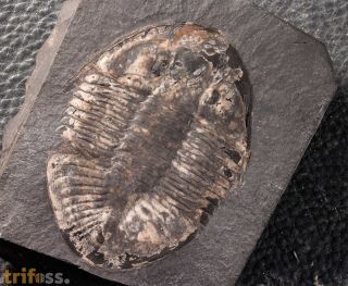 Pseudogygites latimarginatus (Hall, 1847)