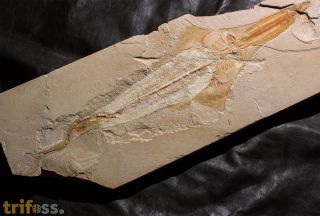 Libanopristis hiram (HAY, 1903)