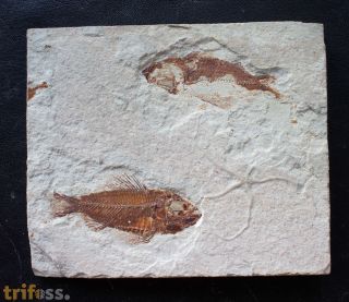 Ctenothrissa vexillifer (Pictet, 1850)