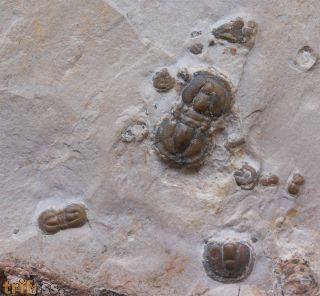 Itagnostus interstricta (WHITE, 1874)