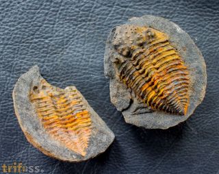 Plesiomalvinella pujravii (WOLFART, 1968)