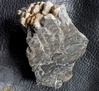 Stromatolith